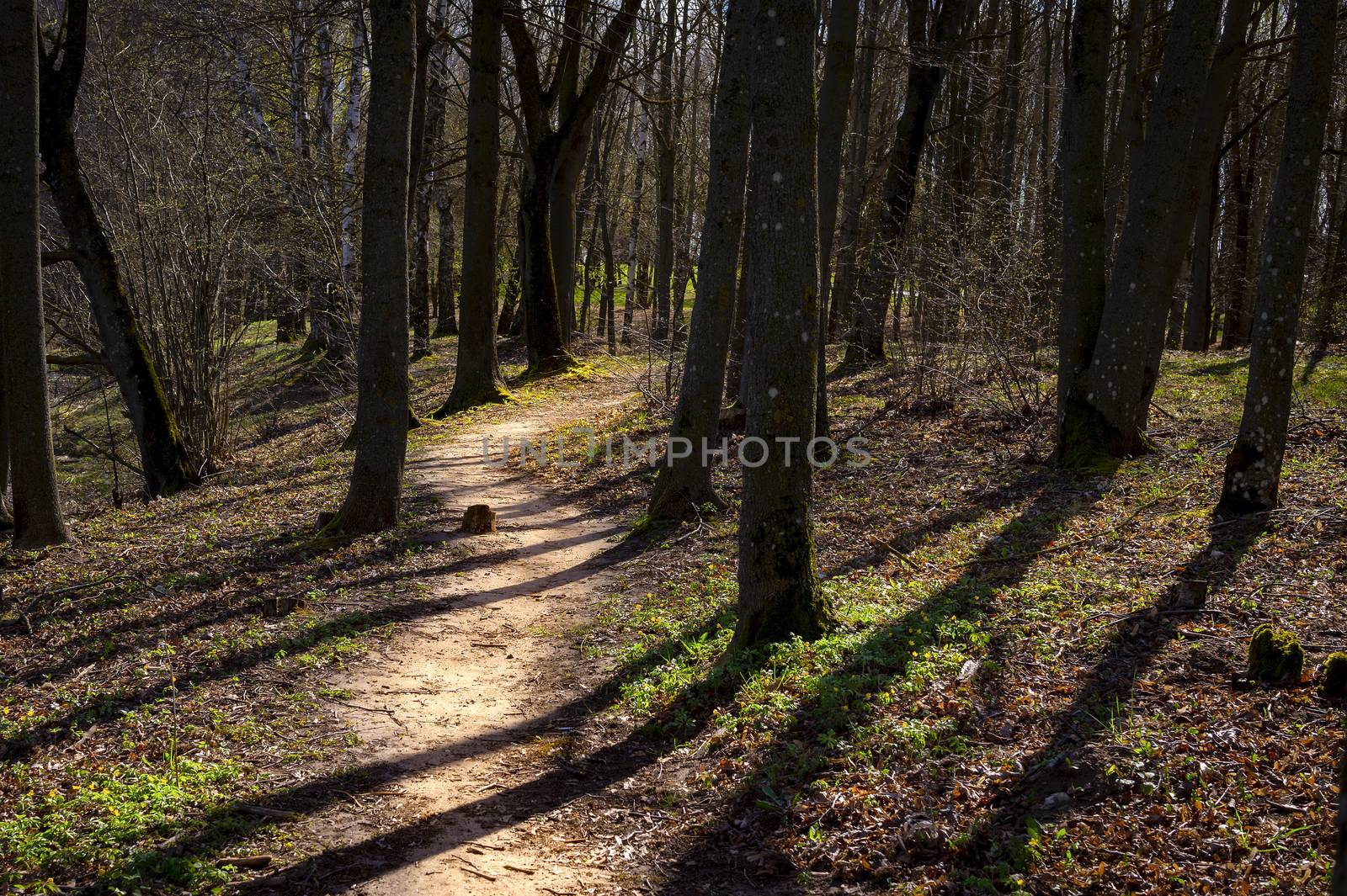 Meandering footpath disappearing into the distance between backlit forest trees casting shadows on the ground