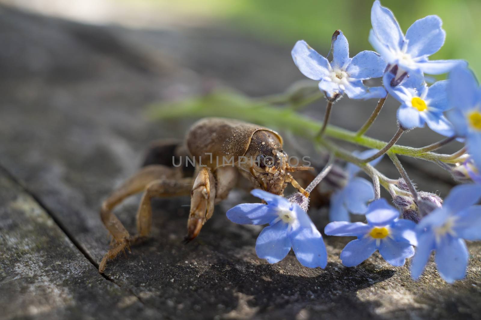 Gryllotalpa gryllotalpa, commonly known as the European mole cricket in close up low angle view