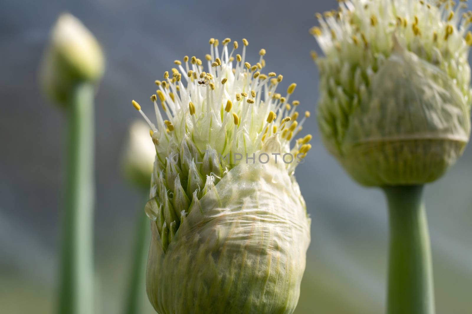 Green onion flower buds opening in close up