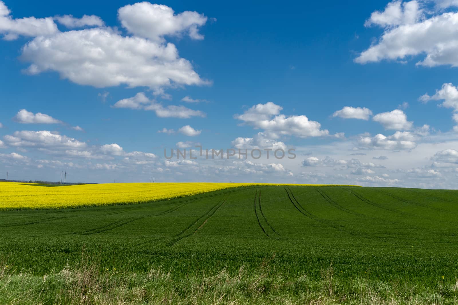 Spring agricultural landscape with colorful yellow rapeseed crop and farm field under a sunny blue sky