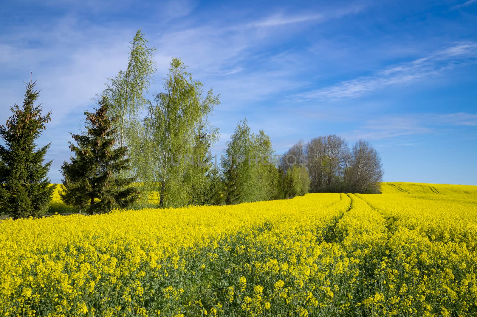 Vivid colors of yellow field in rural landscape with two distant standalone trees under blue sky with white clouds