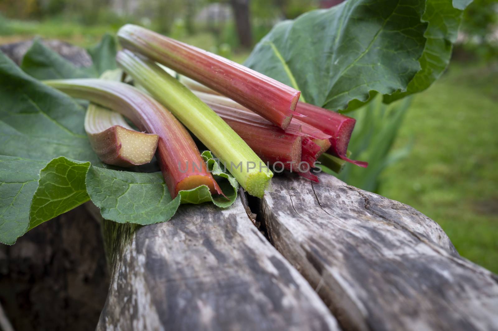 Freshly harvested stalks and leaves of rhubarb lying on a weathered wood trunk in close up low angle