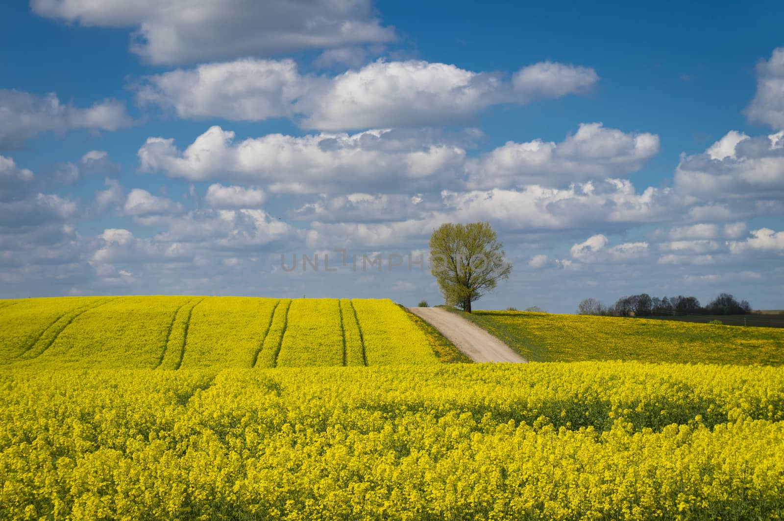 Flowering field of bright yellow rapeseed, canola or colza with tyre tracks from a farm vehicle under a sunny blue sky and white clouds