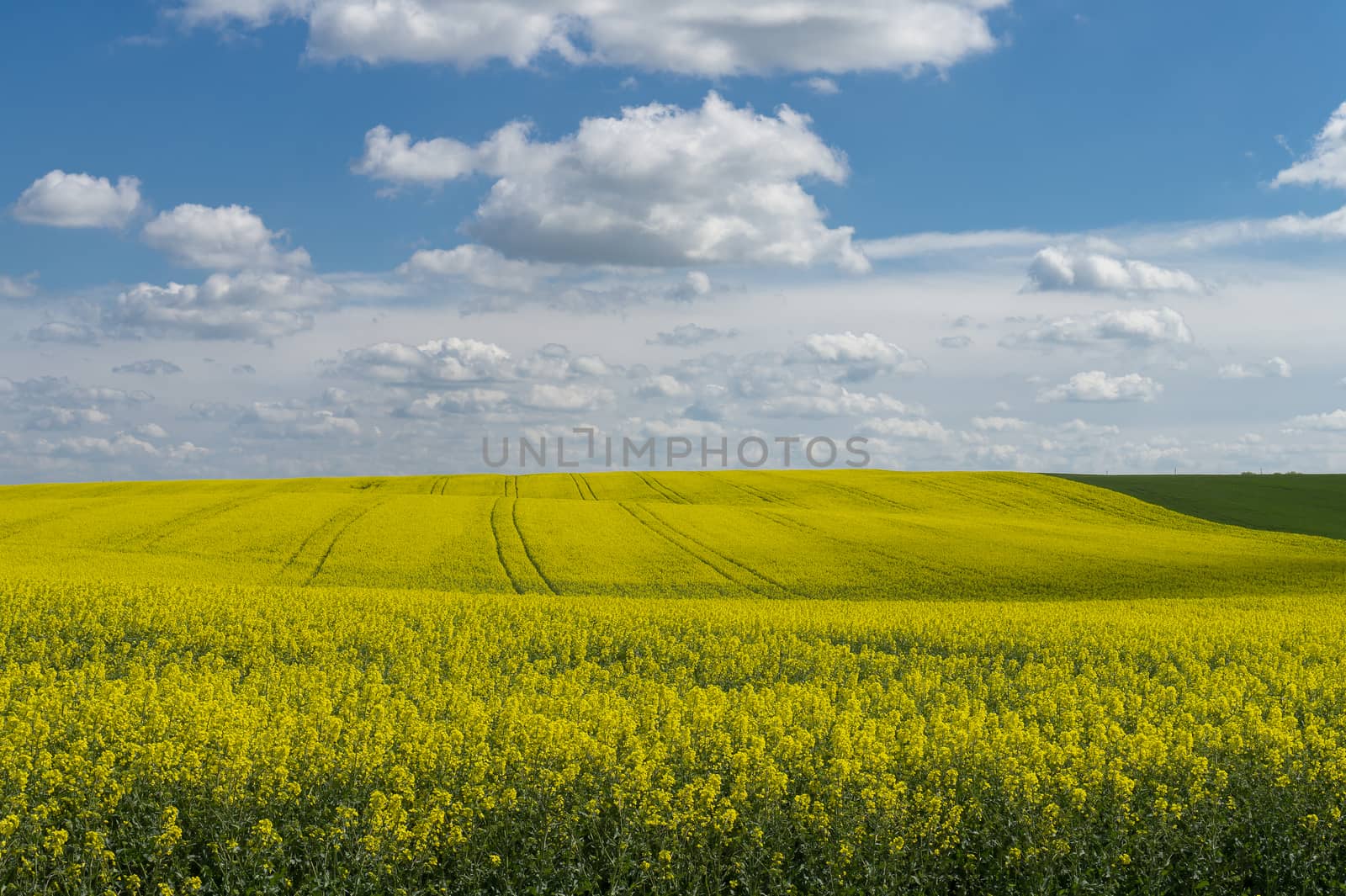 Flowering field of bright yellow rapeseed, canola or colza under a sunny blue sky and clouds