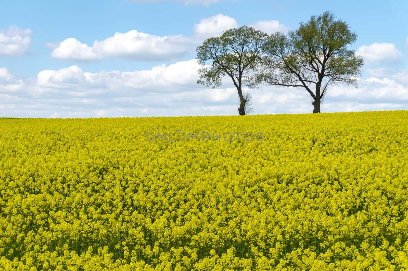 Vivid colors of yellow field in rural landscape with two distant standalone trees under blue sky with white clouds