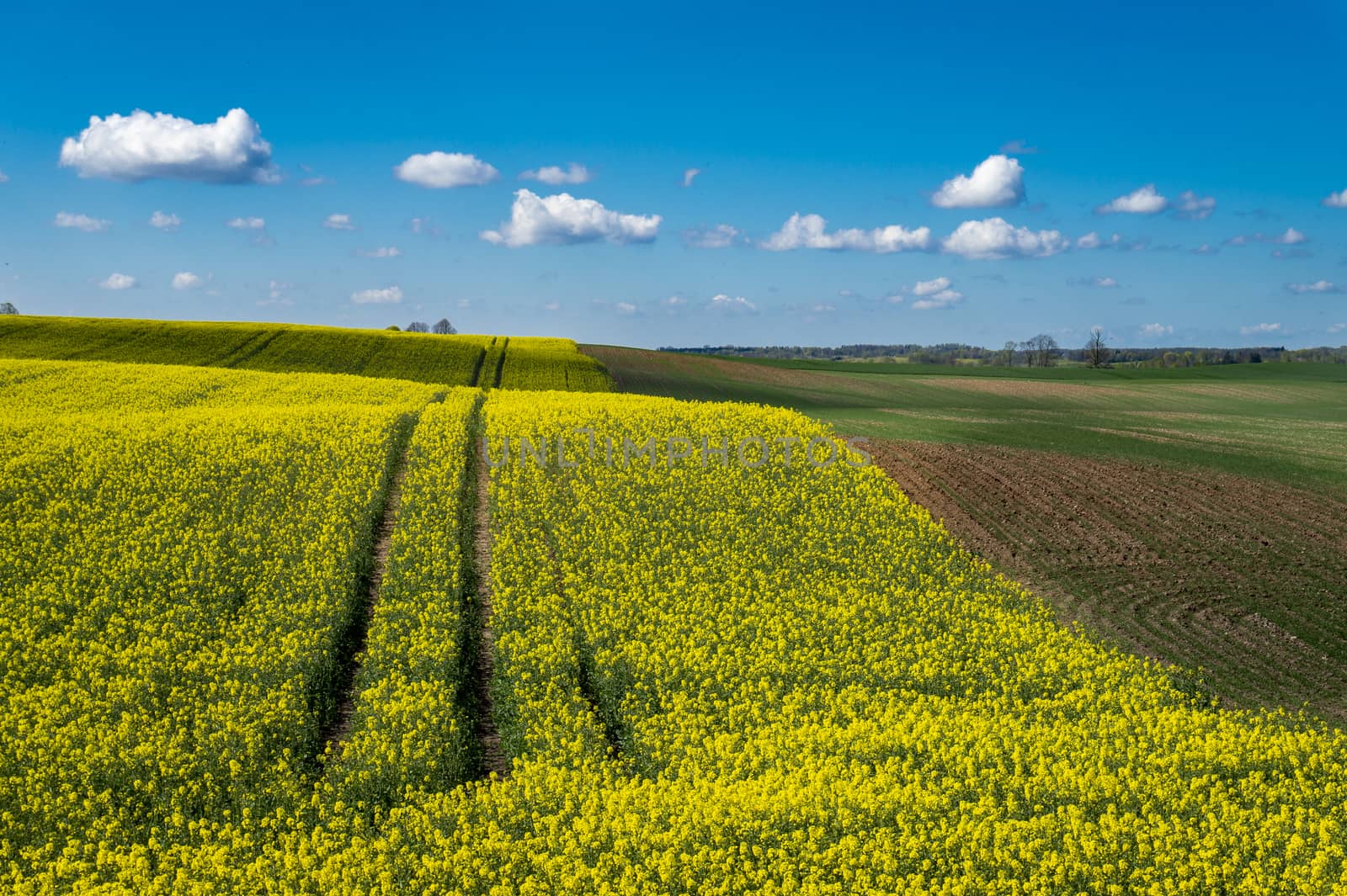 Flowering field of bright yellow rapeseed crop with tyre tracks from a farm vehicle under a sunny blue sky
