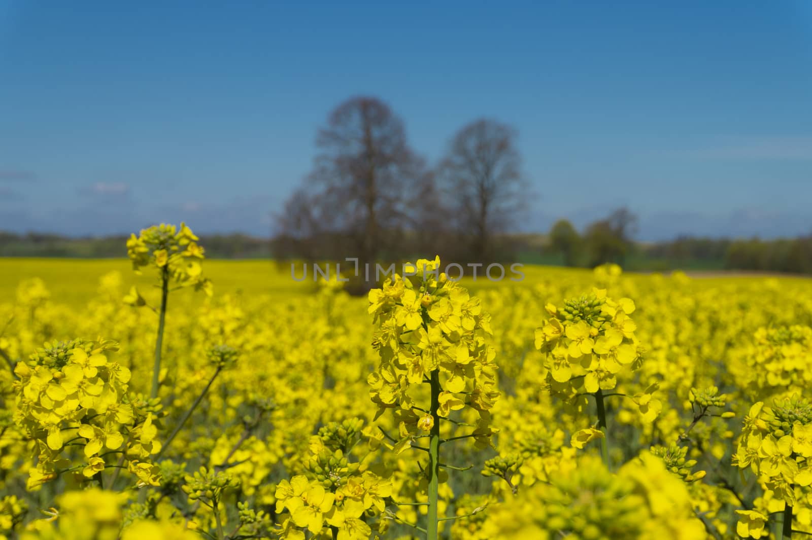 Close up on a single spike of bright yellow rape seed flowers growing in an agricultural field against a blue sky