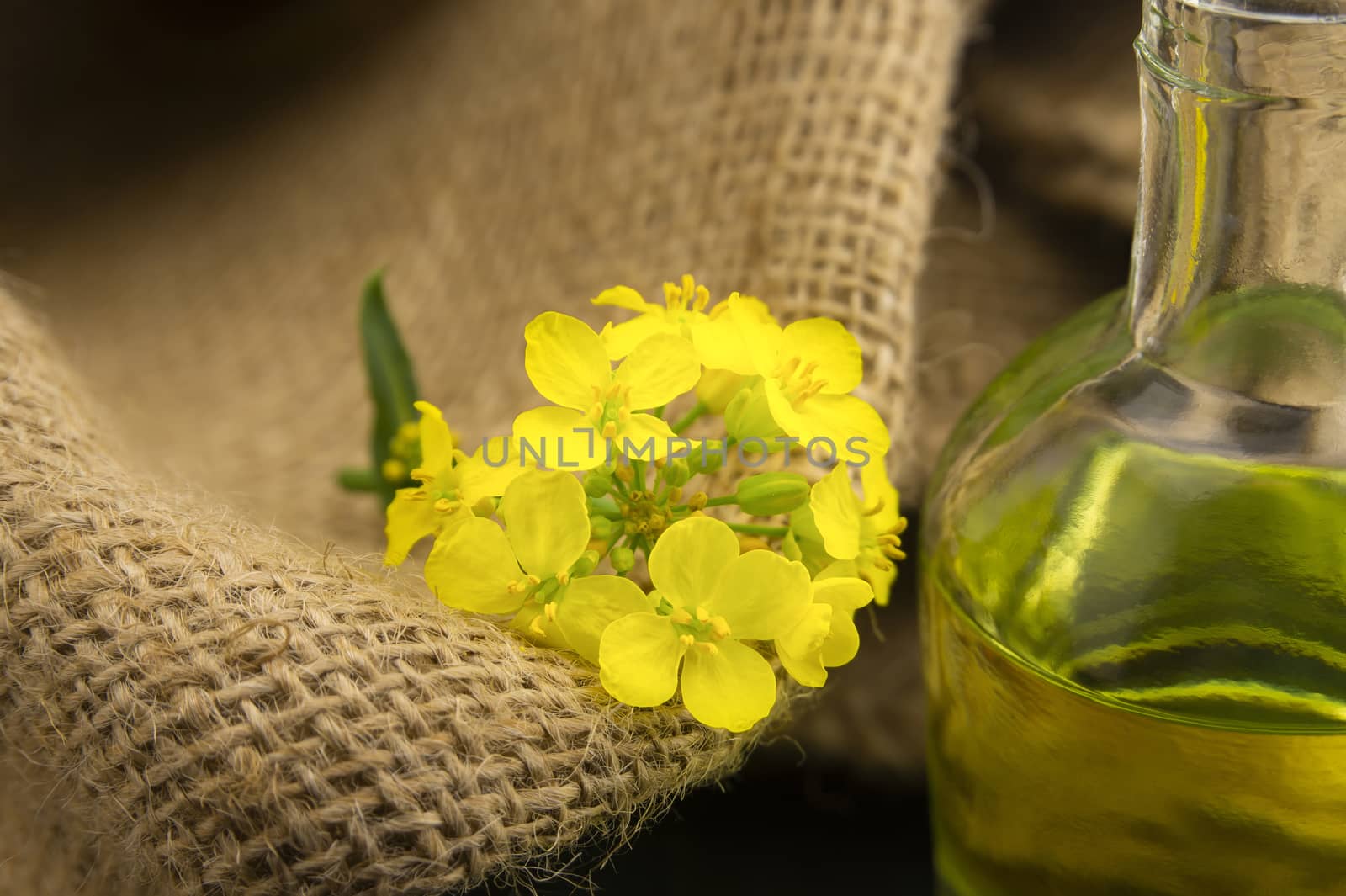 Rustic spring still life with yellow rapeseed flowers on an old hessian sack alongside a decanter of rapeseed oil in the foreground