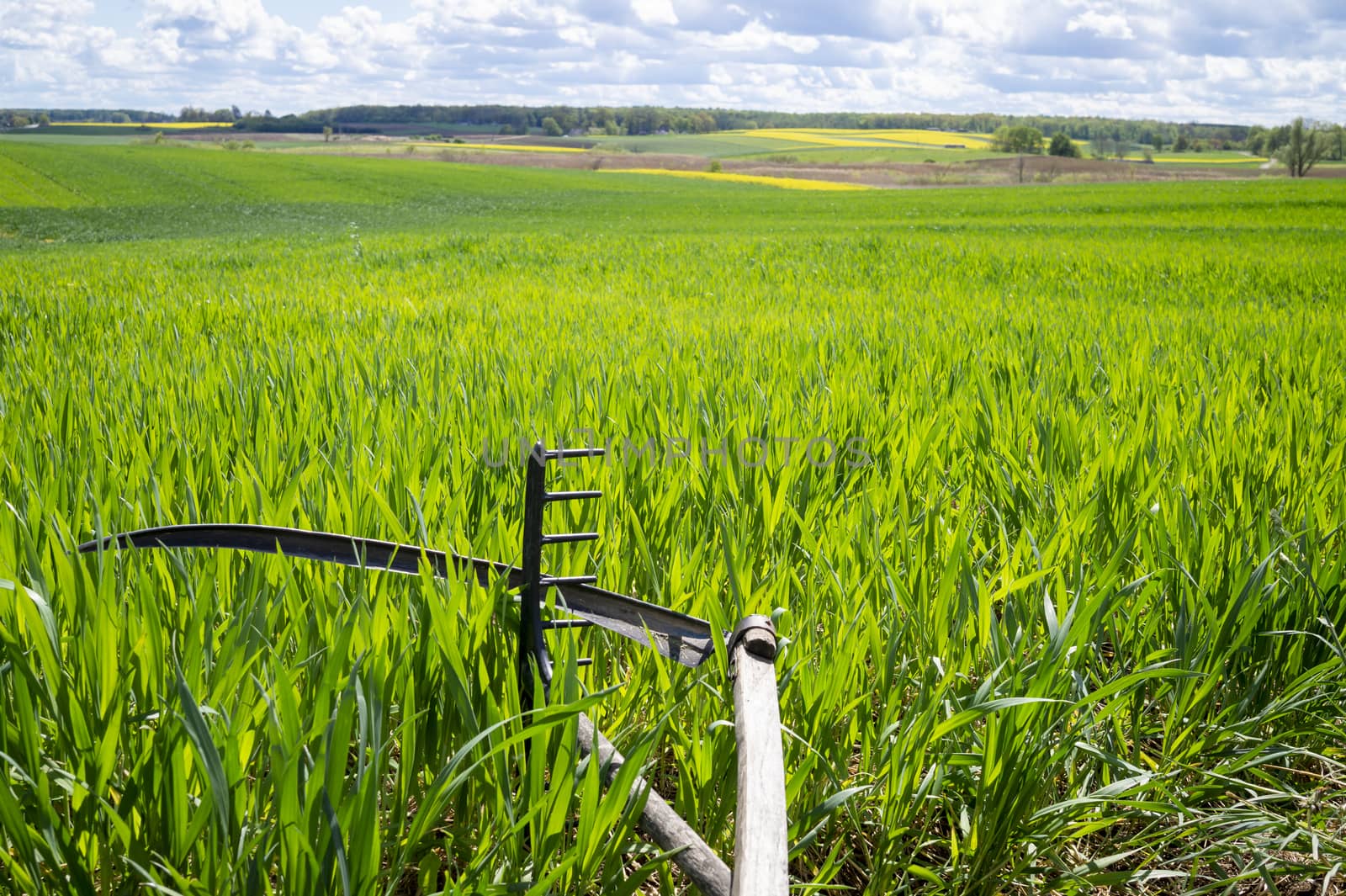 Rake and scythe in a lush green farm field in spring in an agricultural landscape