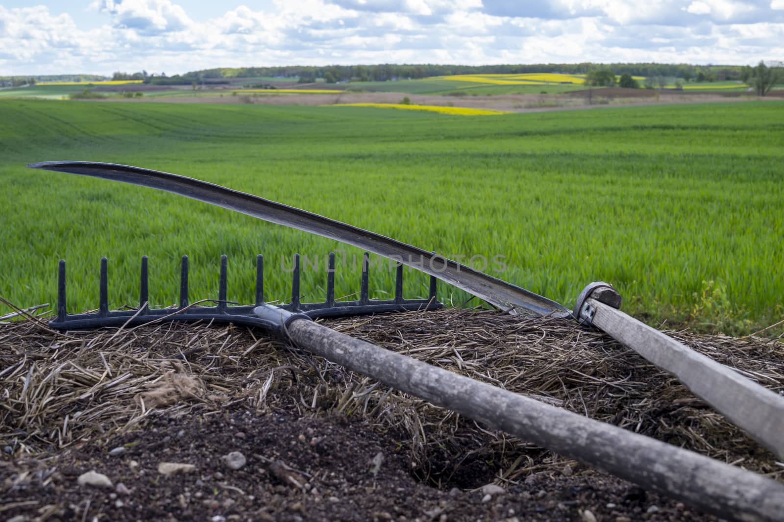 Rake and scythe on dried straw in an agricultural field in spring viewed in close up on the tools