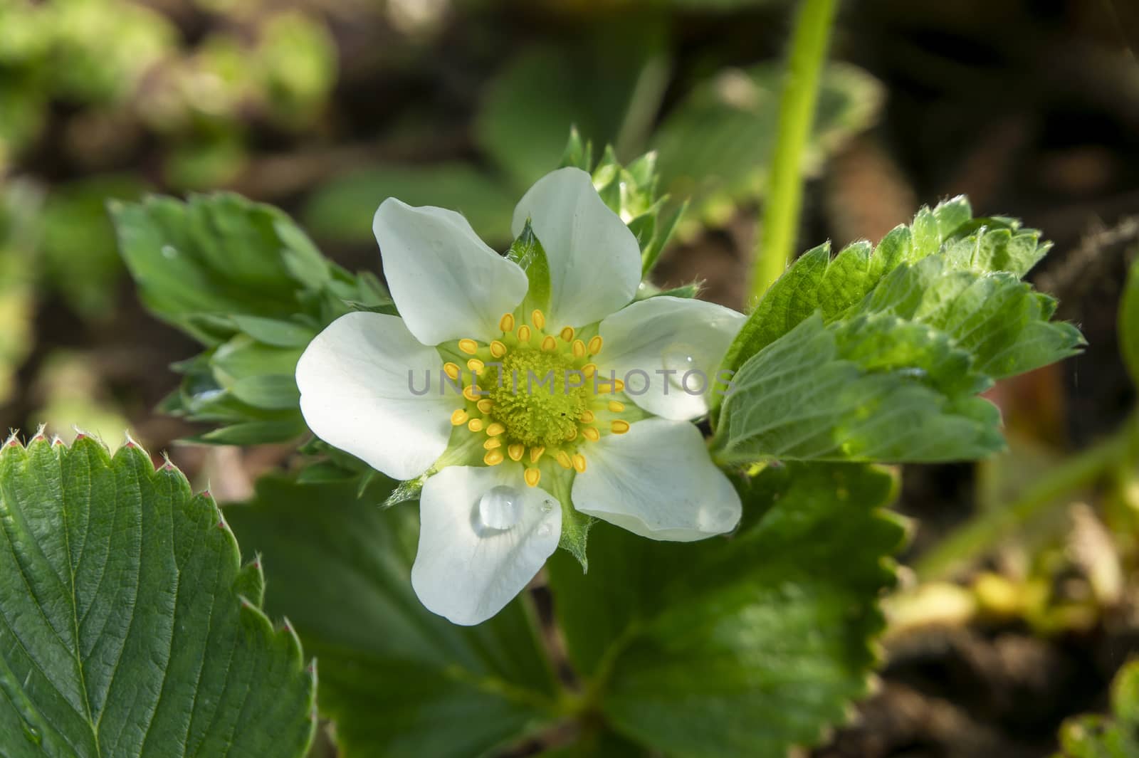 Close up on the white flower of a strawberry plant growing outdoors in the garden with drops of water on the petals