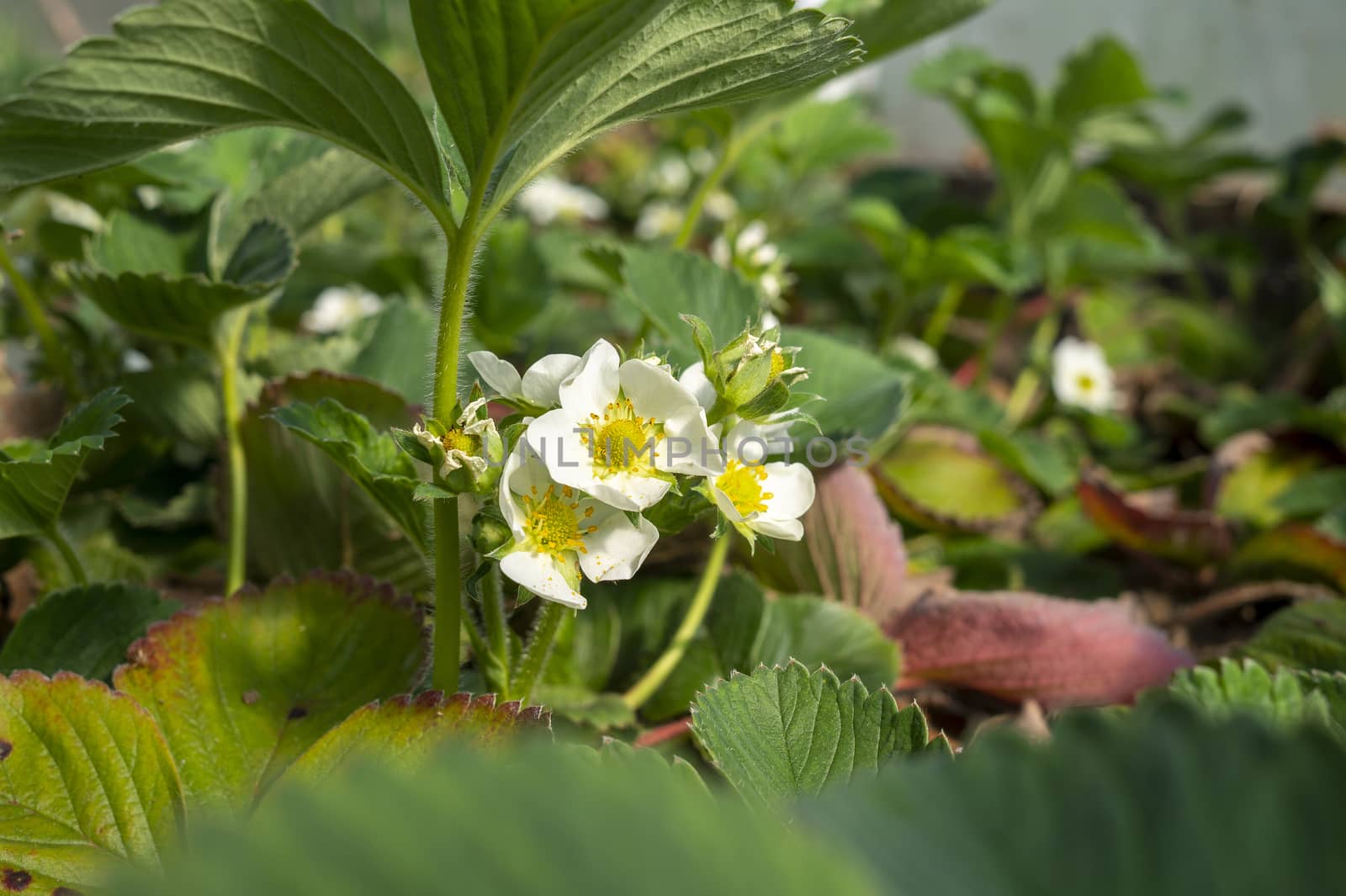 Close up on the white flowers of a strawberry plants growing outdoors in the garden with drops of water on the petals