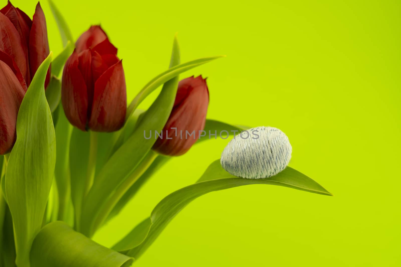 Red tulips and handmade blue Easter egg on green chromakey background with copy space