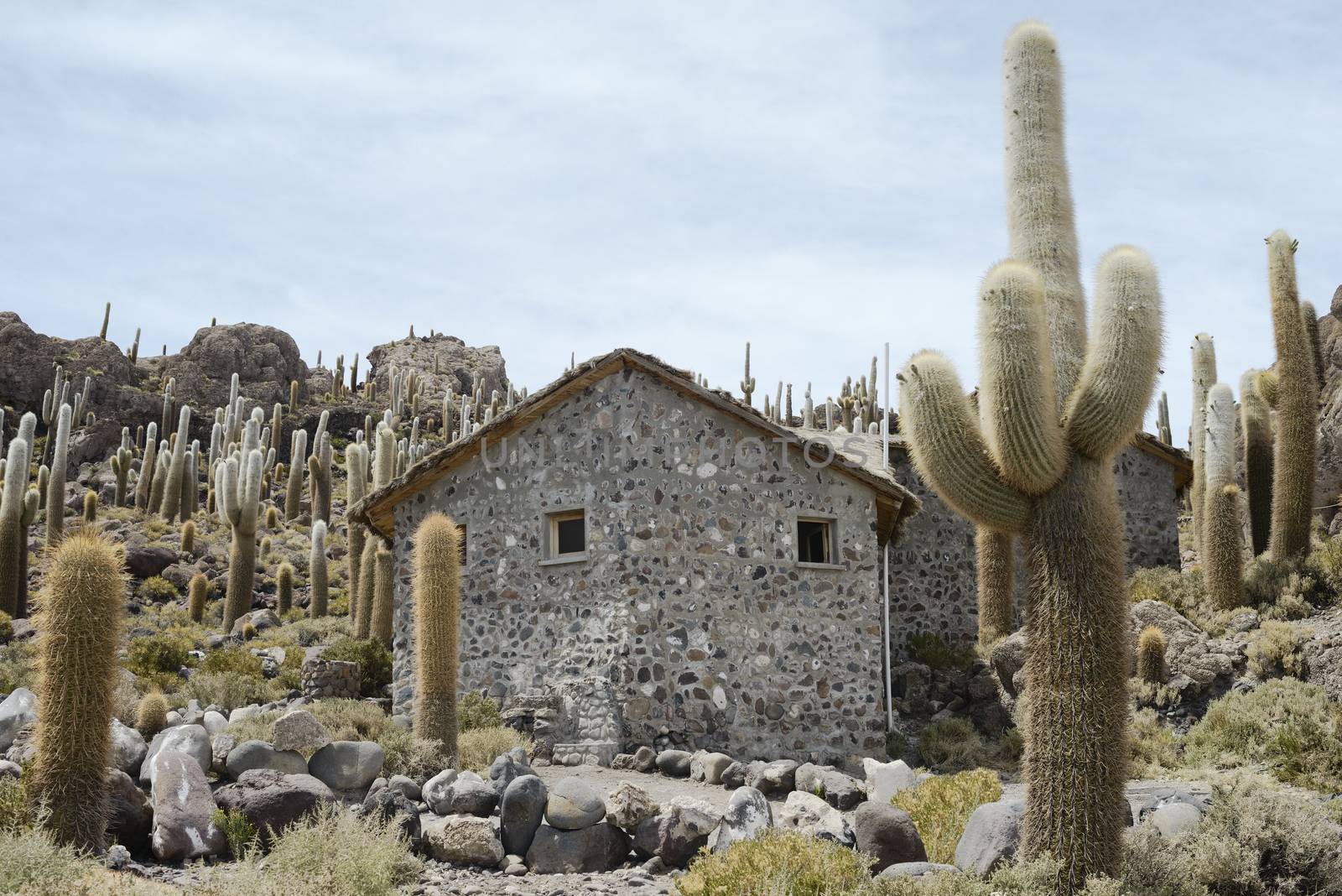 Large Cactus at Incahuasi Island, Salar de Uyuni, Bolivia