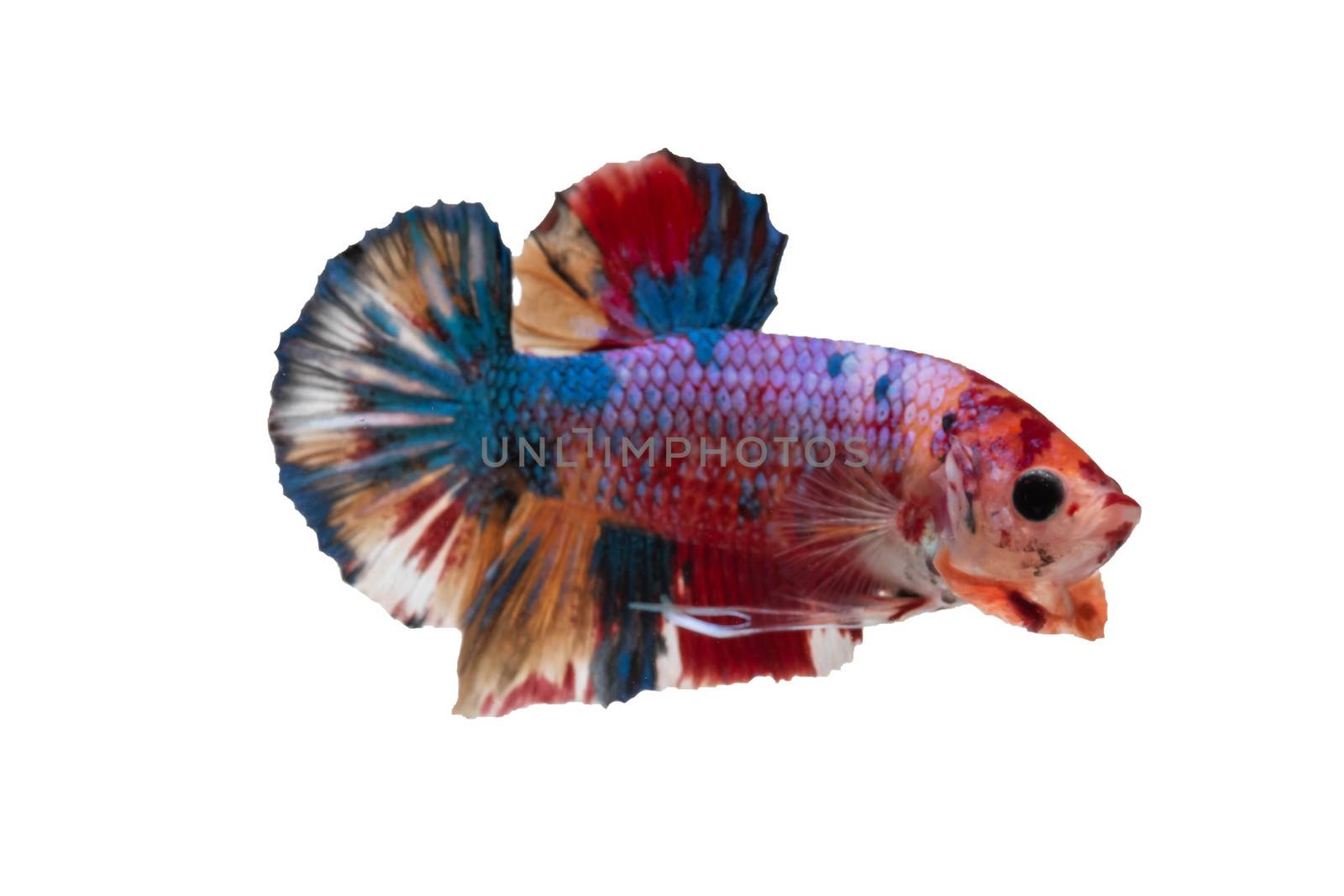 Moving moment of Multi color candy nemo Siamese fighting fish is by Bonn2210