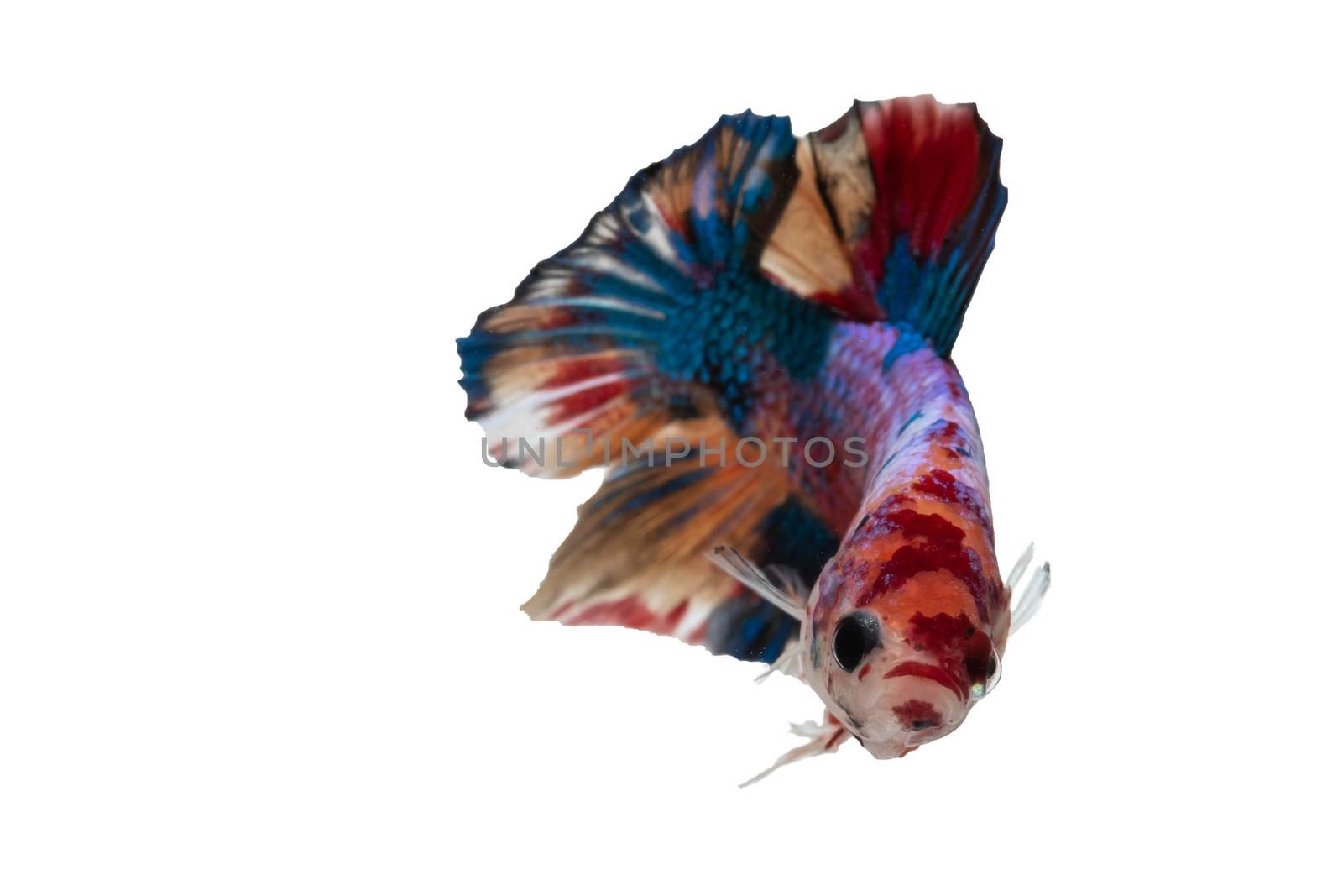 Moving moment of Multi color candy nemo Siamese fighting fish isolated on White background