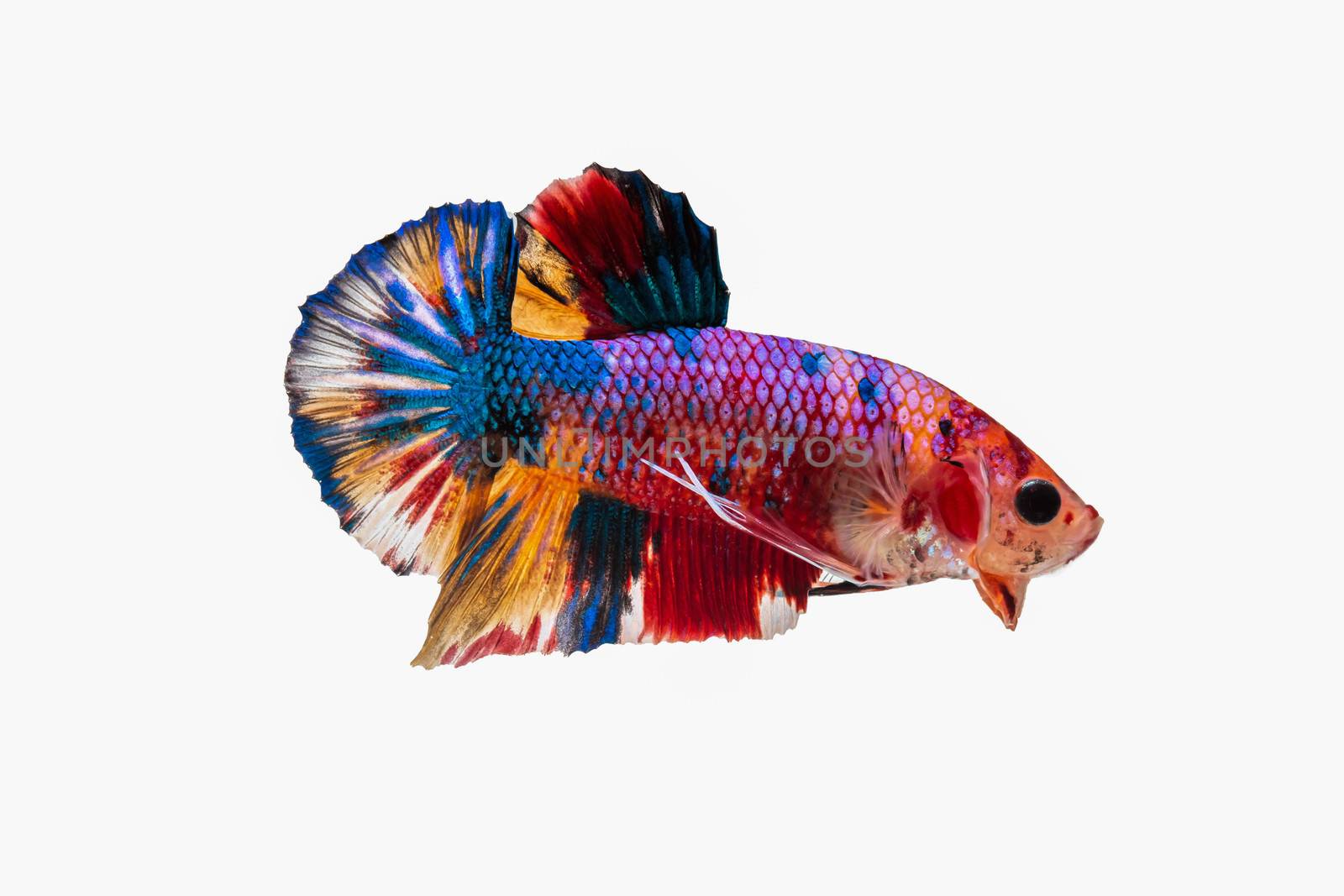 Moving moment of Multi color candy nemo Siamese fighting fish is by Bonn2210