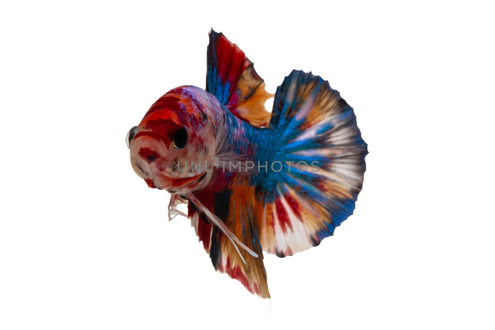 Moving moment of Multi color candy nemo Siamese fighting fish isolated on White background