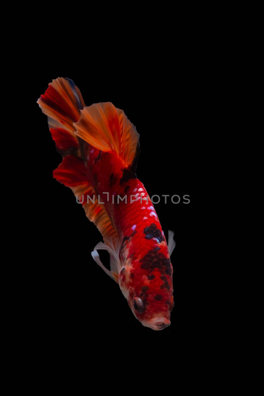 Moving moment of Multi color candy nemo Siamese fighting fish isolated on black background