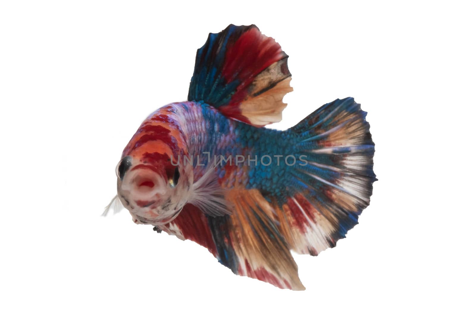 Moving moment of Multi color candy nemo Siamese fighting fish isolated on White background