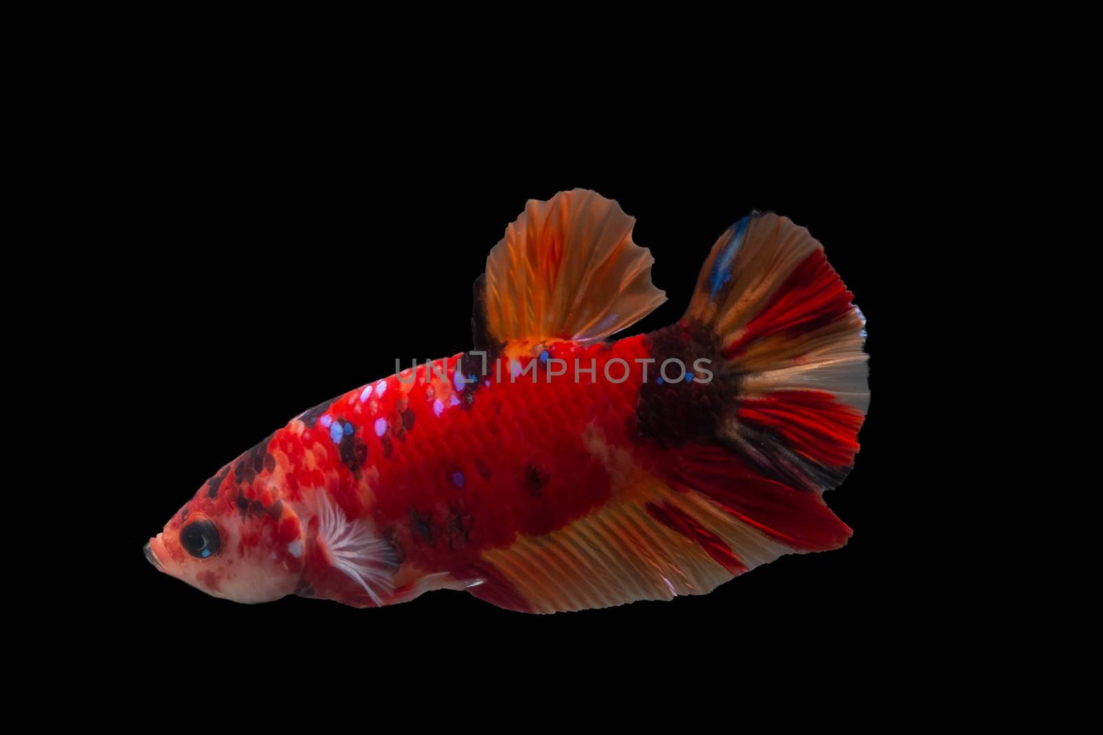 Moving moment of Multi color candy nemo Siamese fighting fish isolated on black background