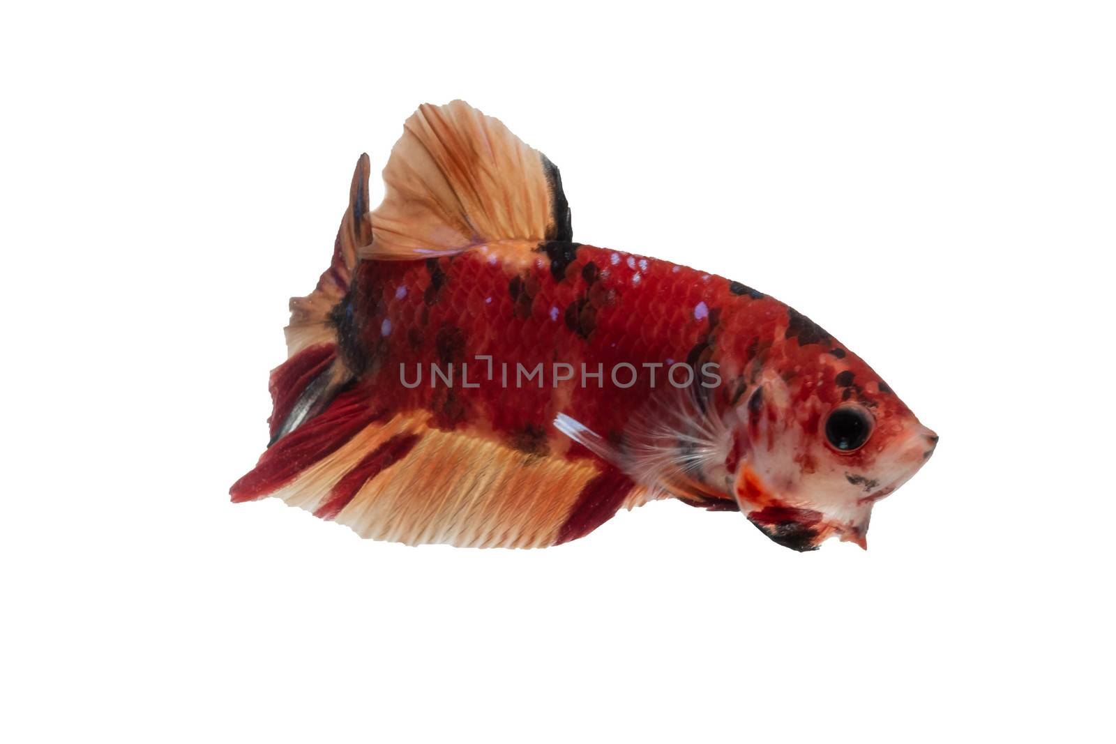 Moving moment of Multi color candy nemo Siamese fighting fish isolated on White background