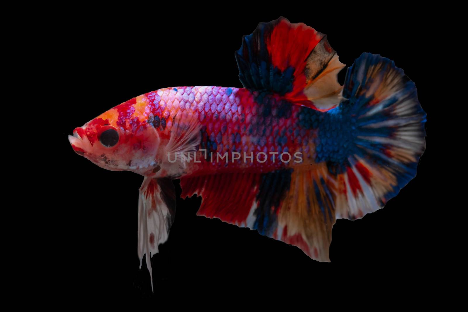 Moving moment of Multi color candy nemo Siamese fighting fish isolated on black background