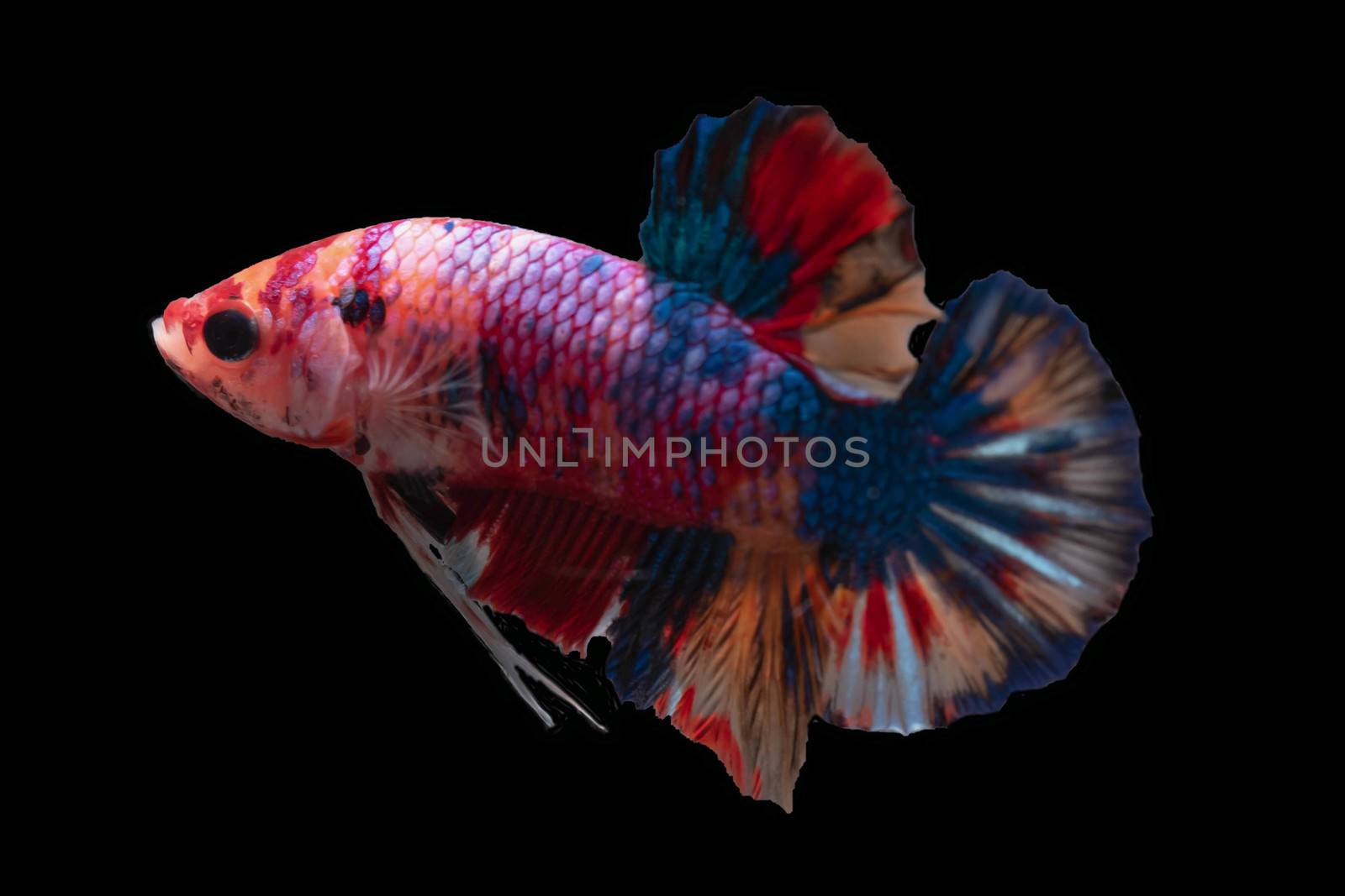 Moving moment of Multi color candy nemo Siamese fighting fish isolated on black background