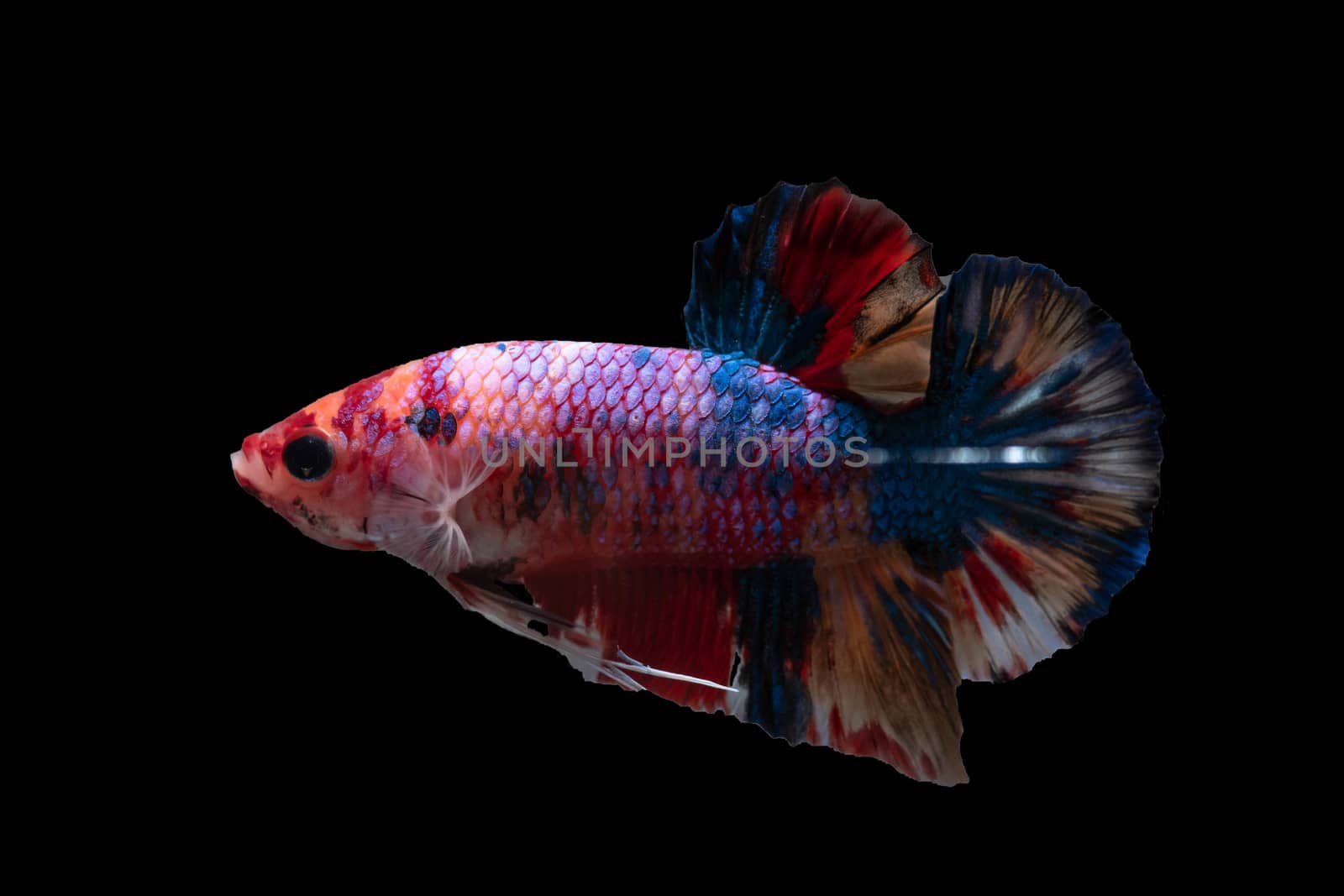 Moving moment of Multi color candy nemo Siamese fighting fish isolated on black background