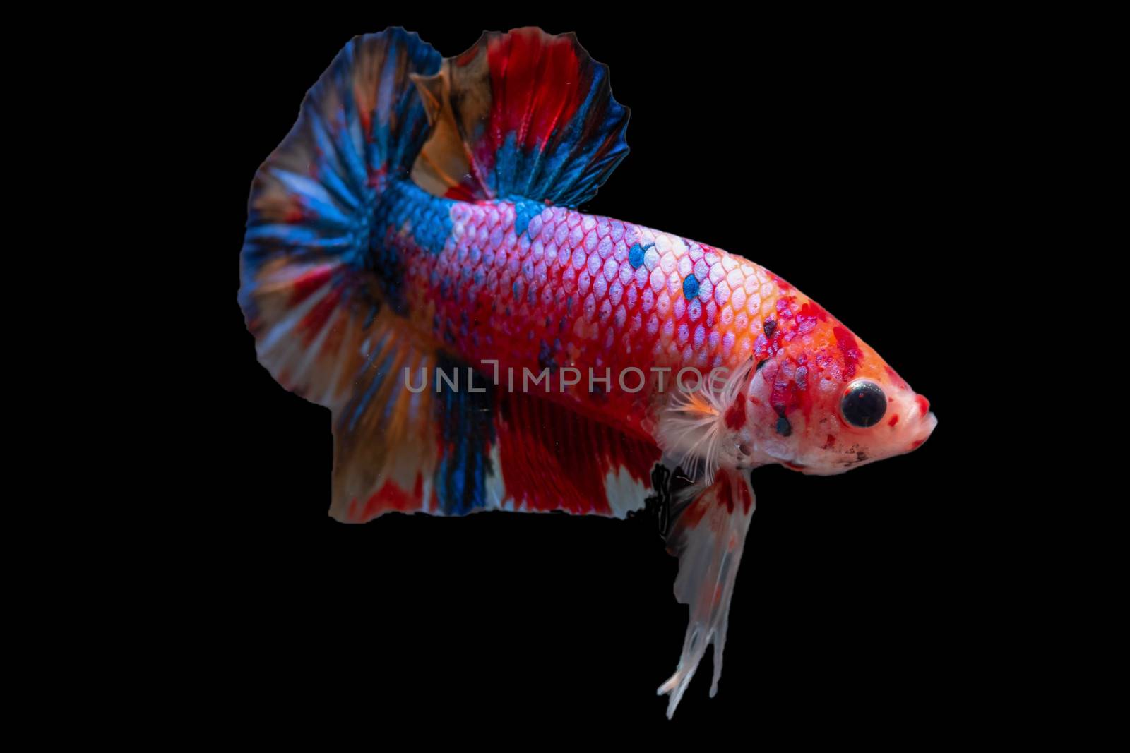 Moving moment of Multi color candy nemo Siamese fighting fish isolated on black background