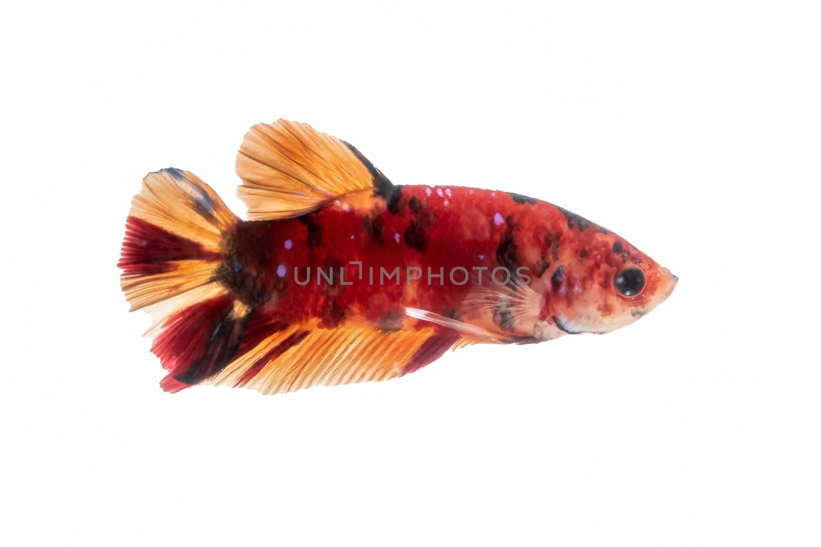 Moving moment of Multi color candy nemo Siamese fighting fish isolated on White background