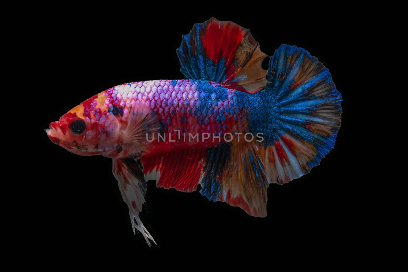 Moving moment of Multi color candy nemo Siamese fighting fish isolated on black background