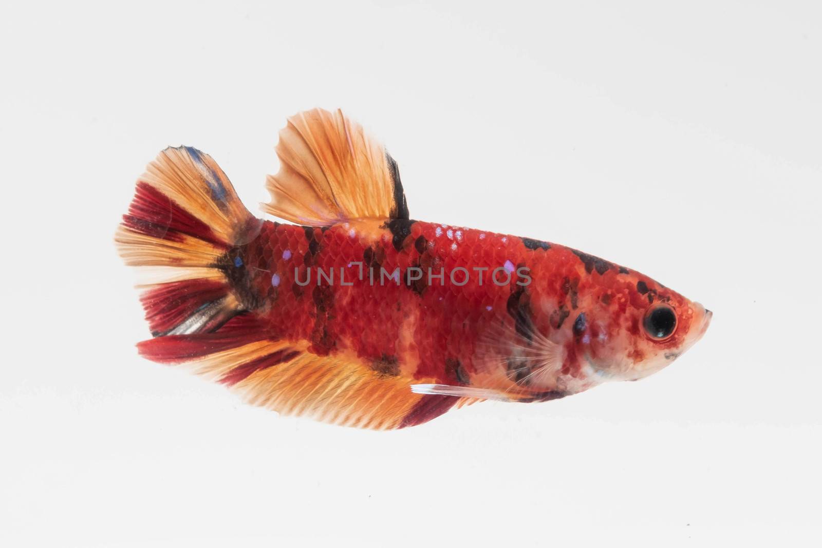 Moving moment of Multi color candy nemo Siamese fighting fish isolated on White background