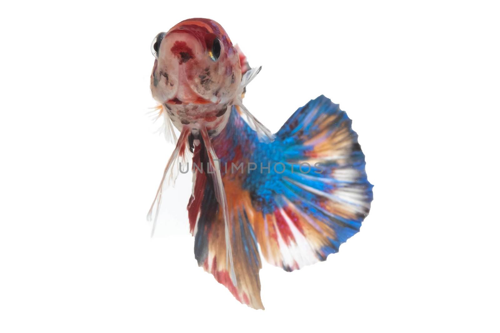 Moving moment of Multi color candy nemo Siamese fighting fish is by Bonn2210