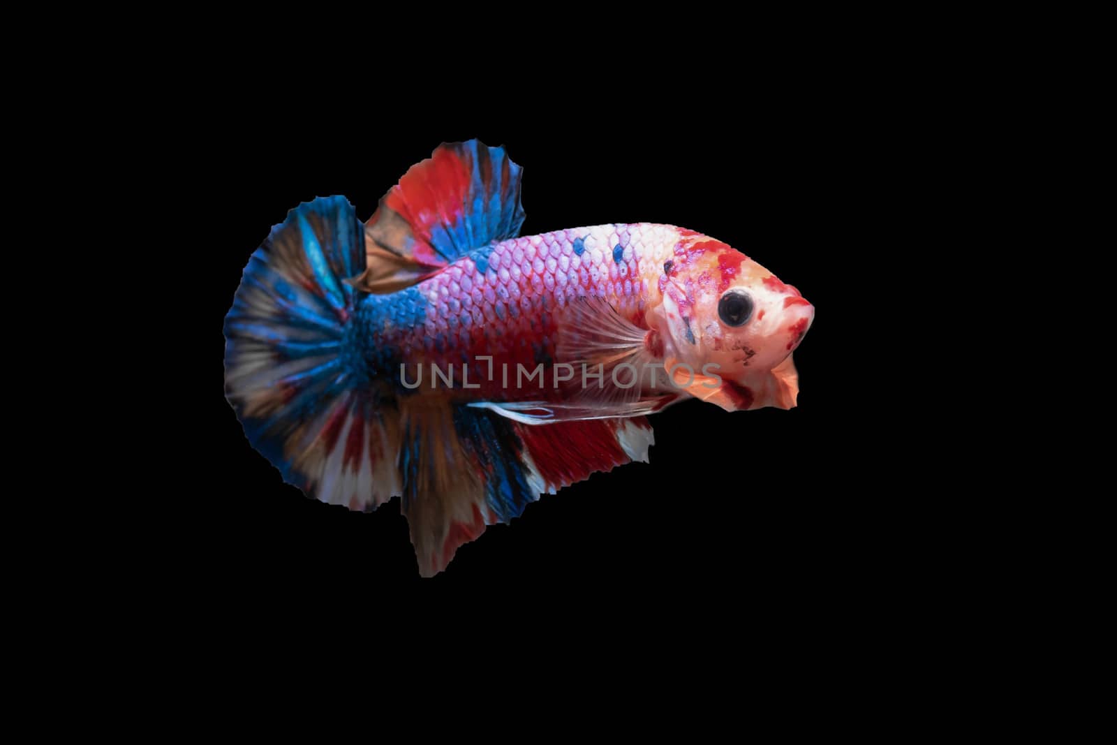 Moving moment of Multi color candy nemo Siamese fighting fish isolated on black background