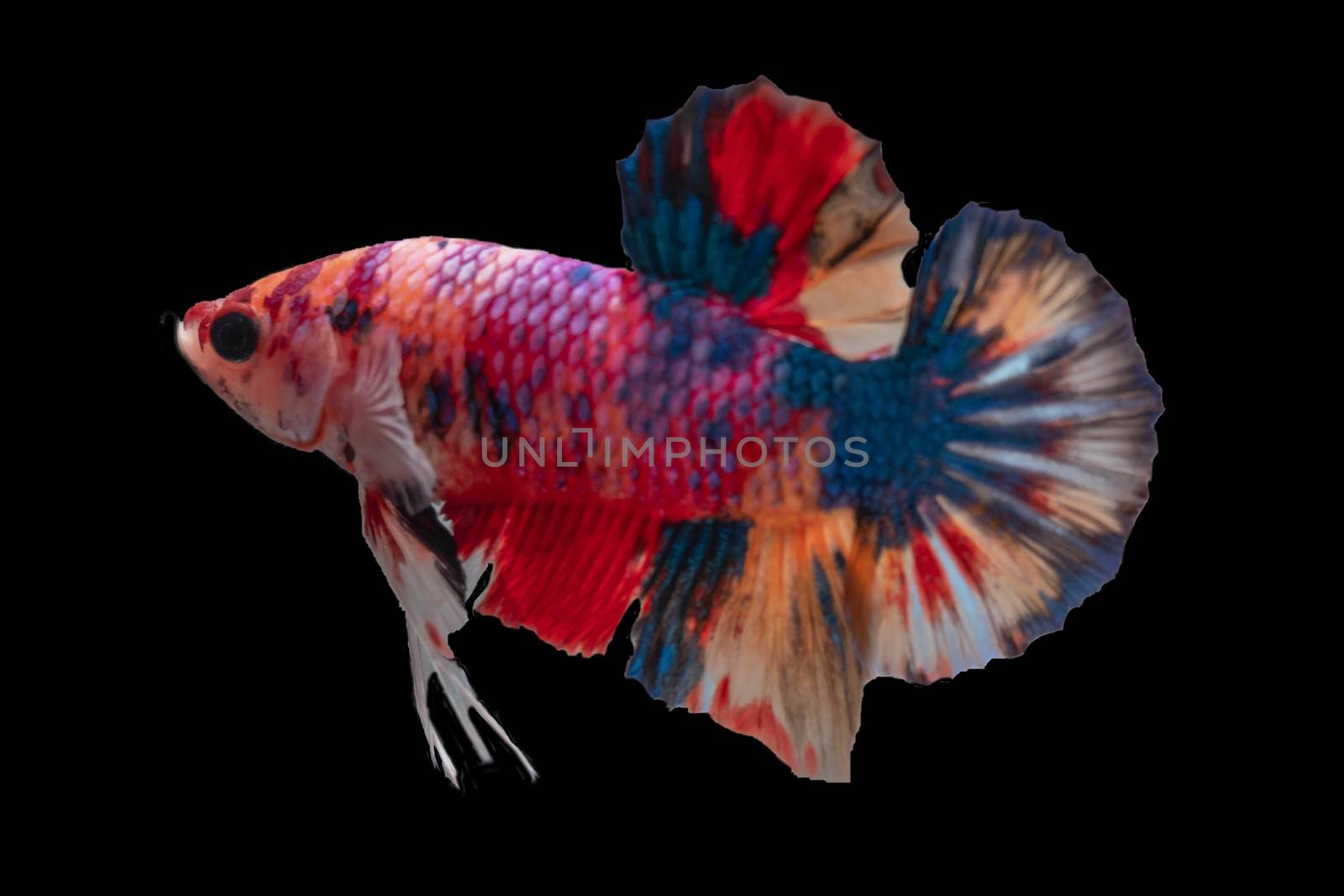 Moving moment of Multi color candy nemo Siamese fighting fish isolated on black background