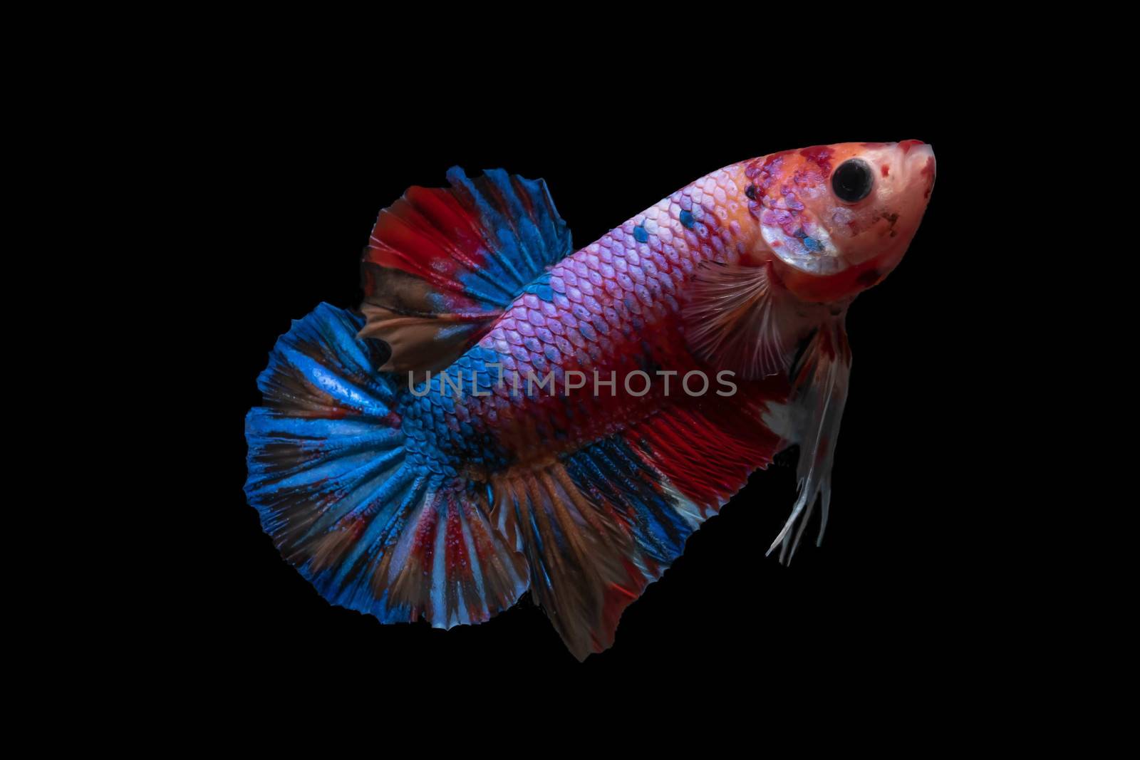 Moving moment of Multi color candy nemo Siamese fighting fish isolated on black background