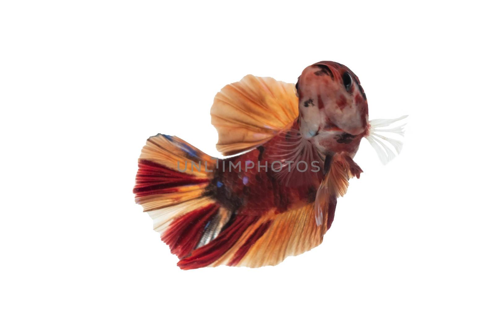 Moving moment of Multi color candy nemo Siamese fighting fish is by Bonn2210