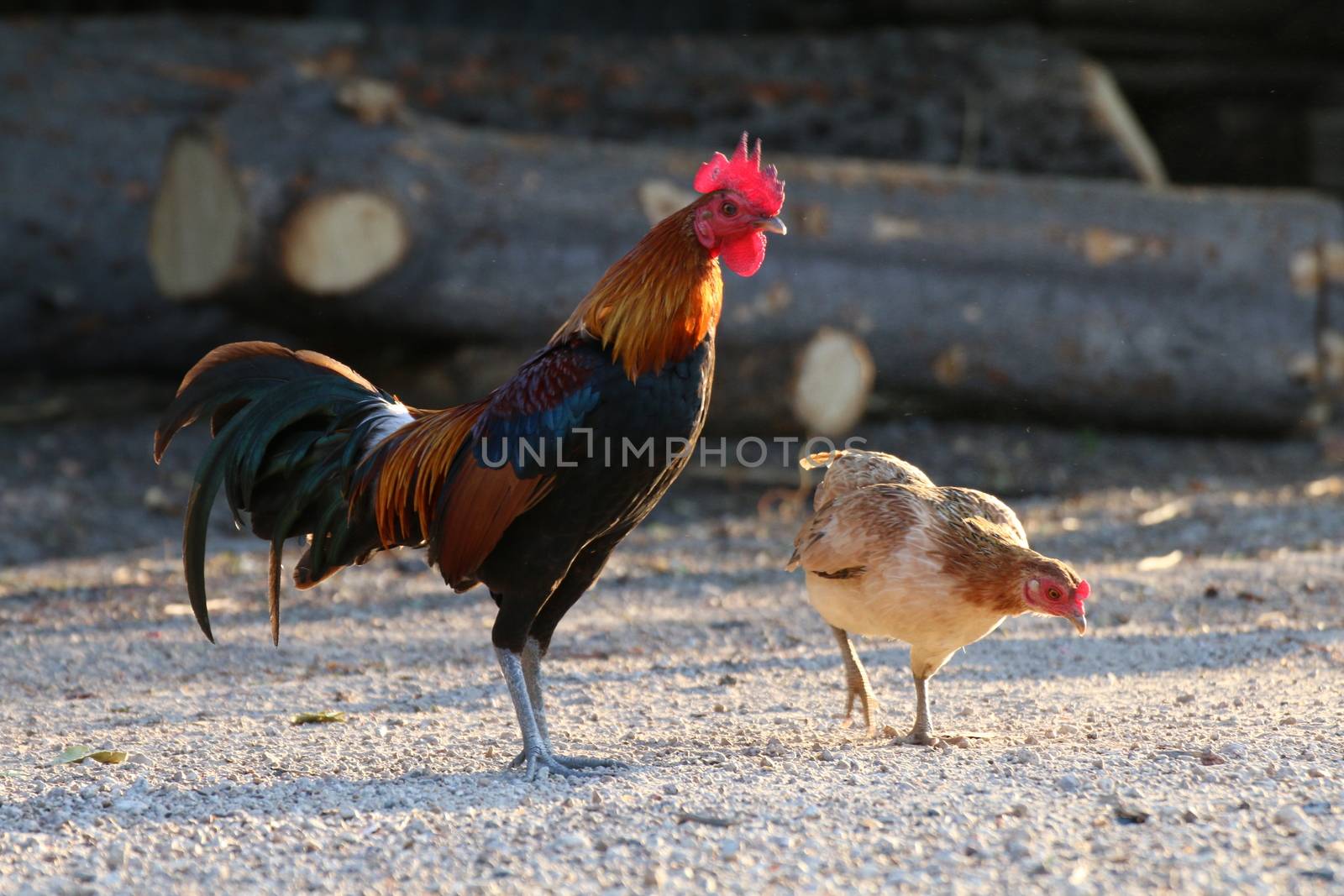 Cock, Rooster Asia and broody Hen Family, Fighting cock, Gamecock in the countryside by cgdeaw