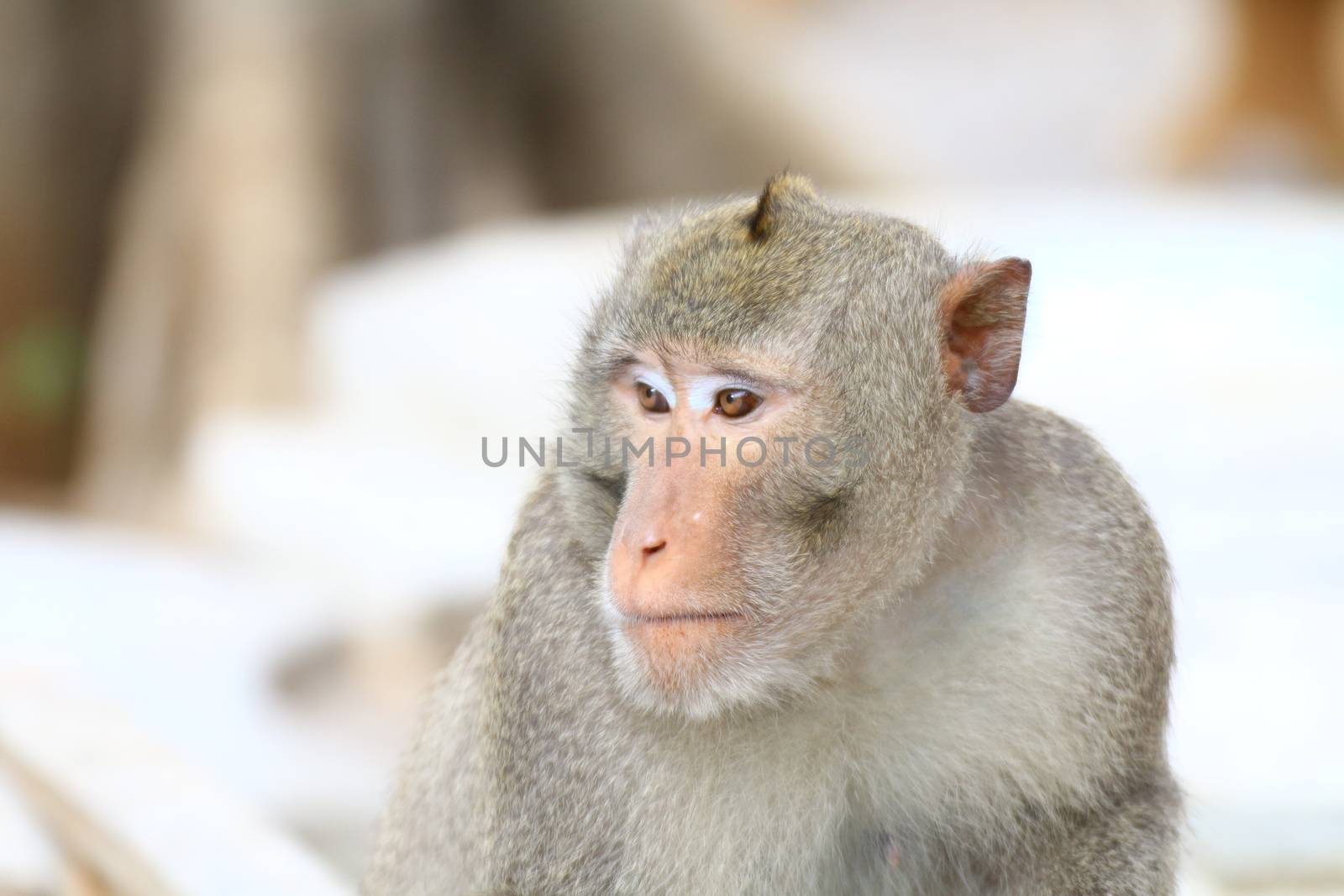 Monkey, Monkey face portrait, Jungle Monkey close up, Monkey Ape by cgdeaw