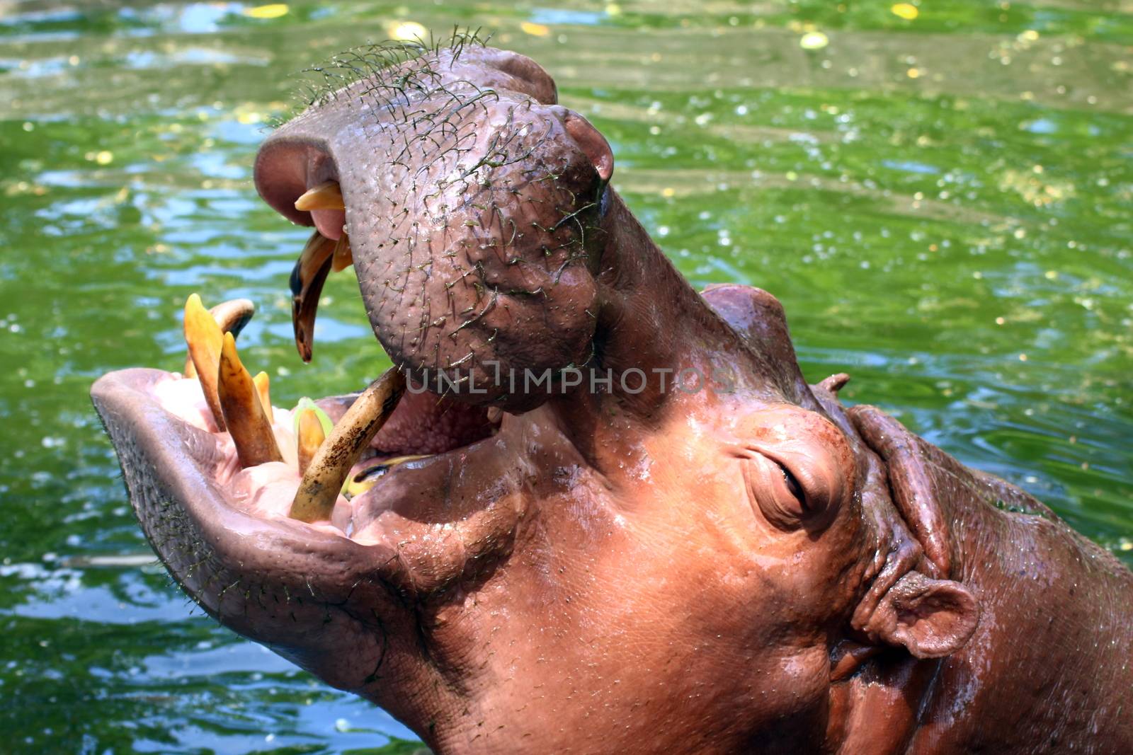 Hippo, Hippopotamus open mouth, Hippopotamus in water close up by cgdeaw
