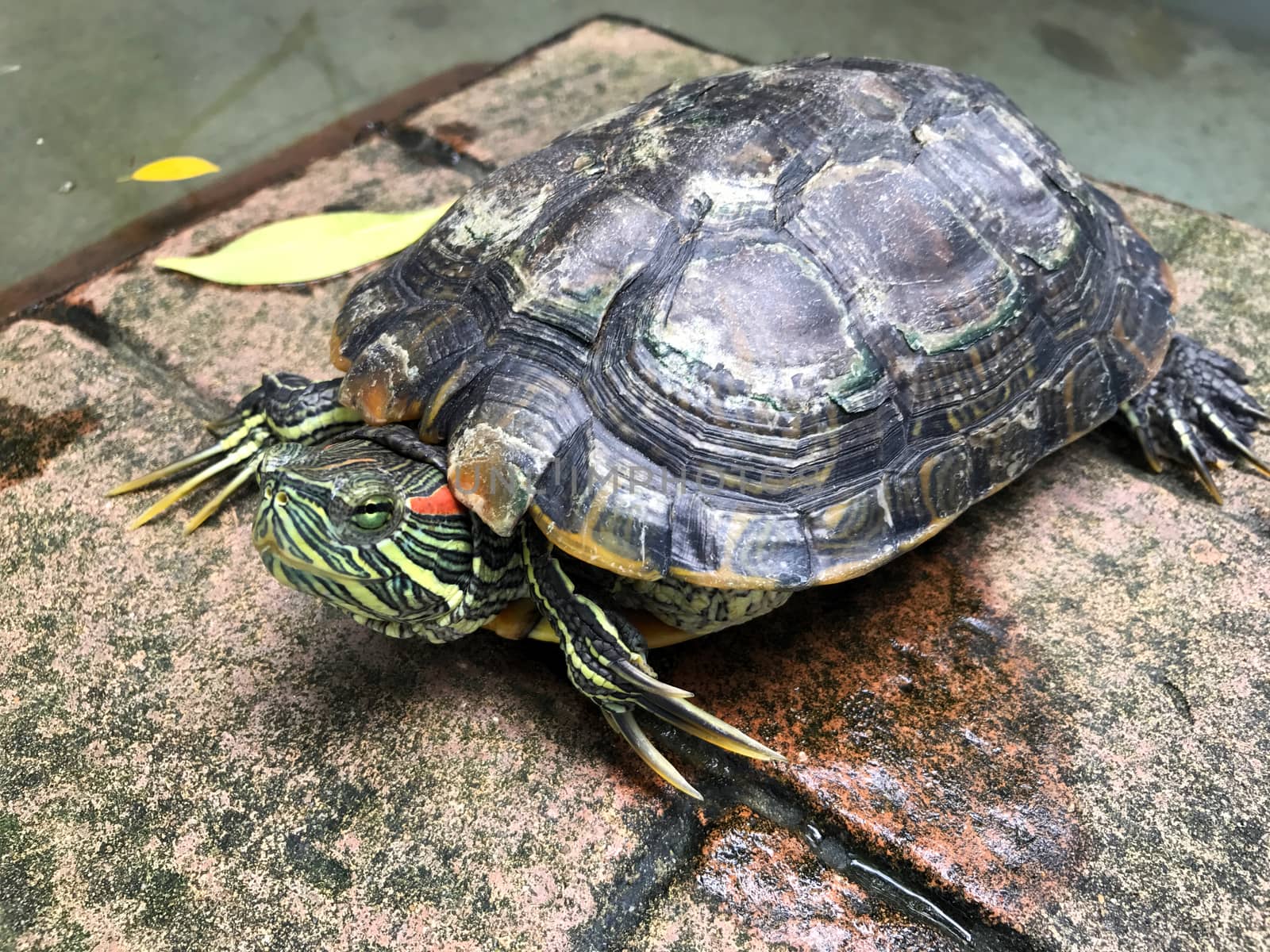 Turtle, Freshwater turtle, beautiful turtle by cgdeaw