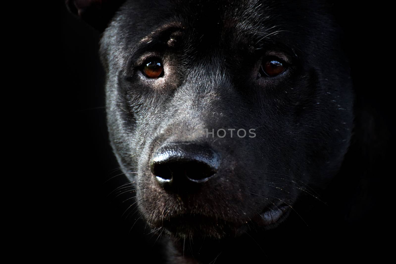 Dog, Black dog face, Sad dog (close up)