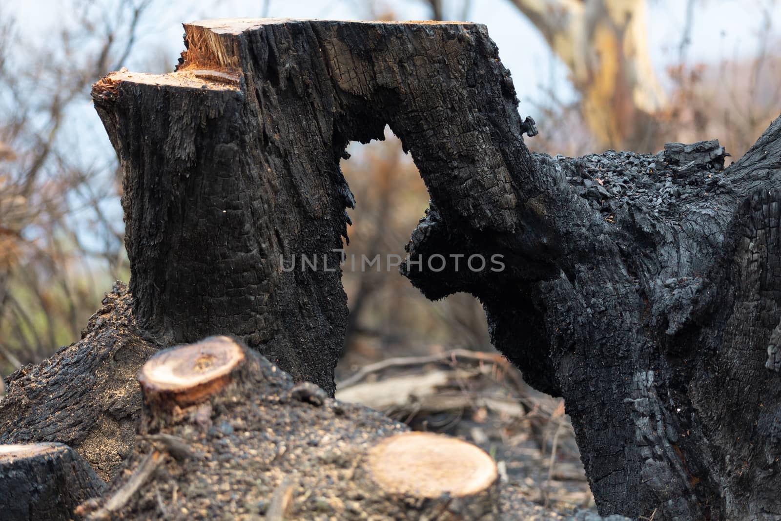 Burnt hollow tree felled after bushfires in Australia  Shallow depth of field