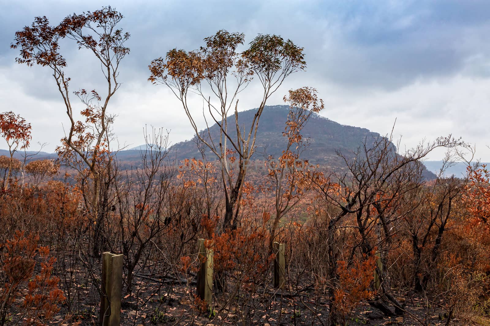 Charred burnt landscape after bush fires in Australia.  Fresh green grass shoots spring up out of the blackeded soils