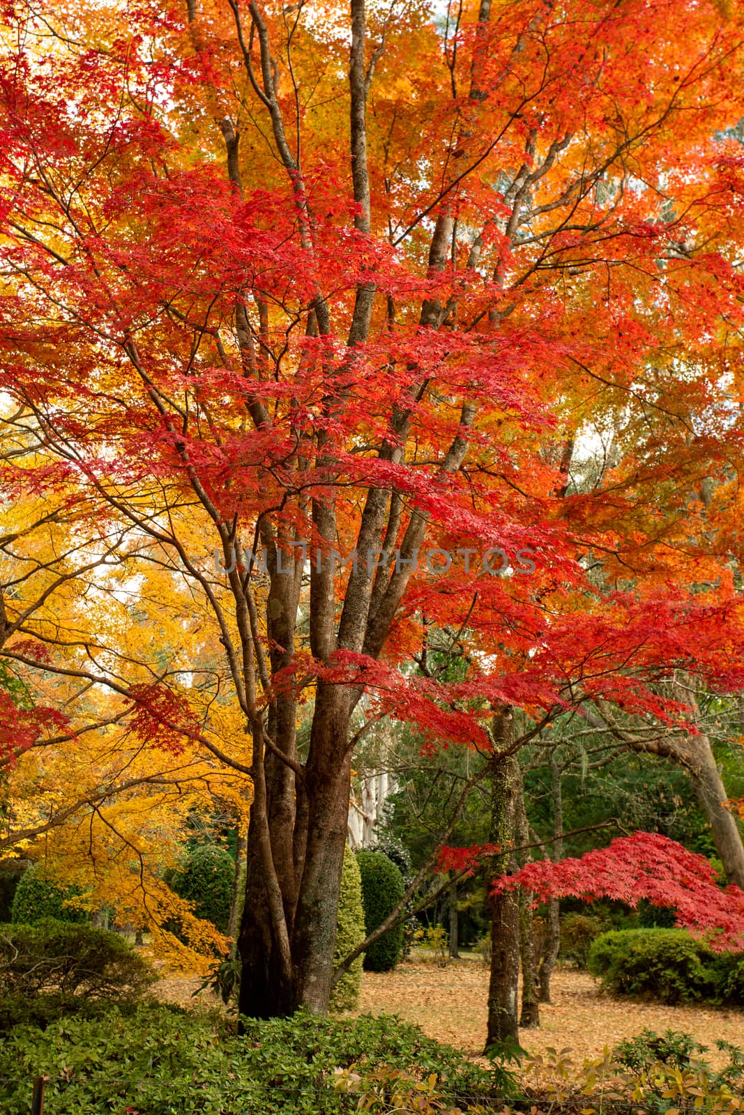 Beautiful deciduous trees in full colour in Autumn by lovleah