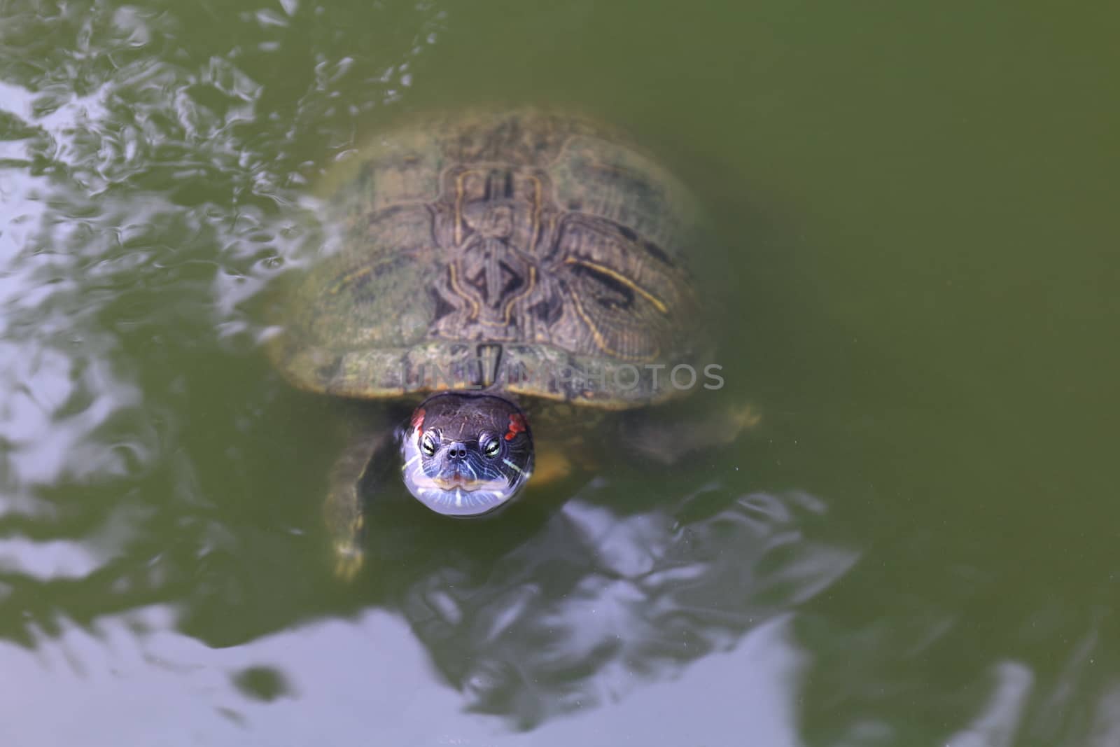 Turtle, Turtles floating swam on the surface water, Freshwater turtle (Selective focus)