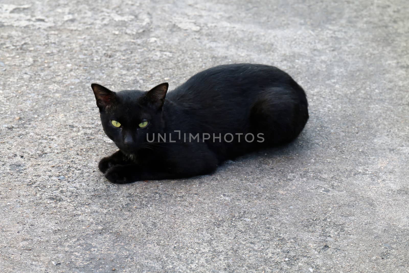 Cat, Black Cat sickly ugly by cgdeaw