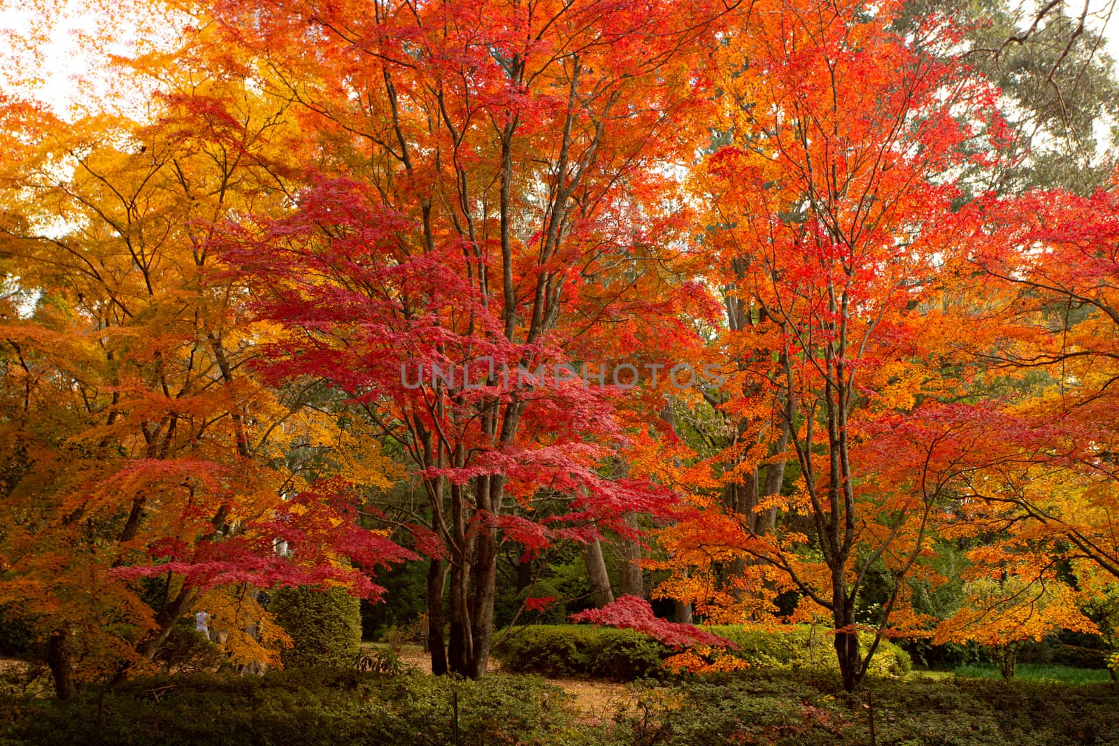 Deciduous trees ablaze in rich reds, oranges and golden yellows in the Autumn season