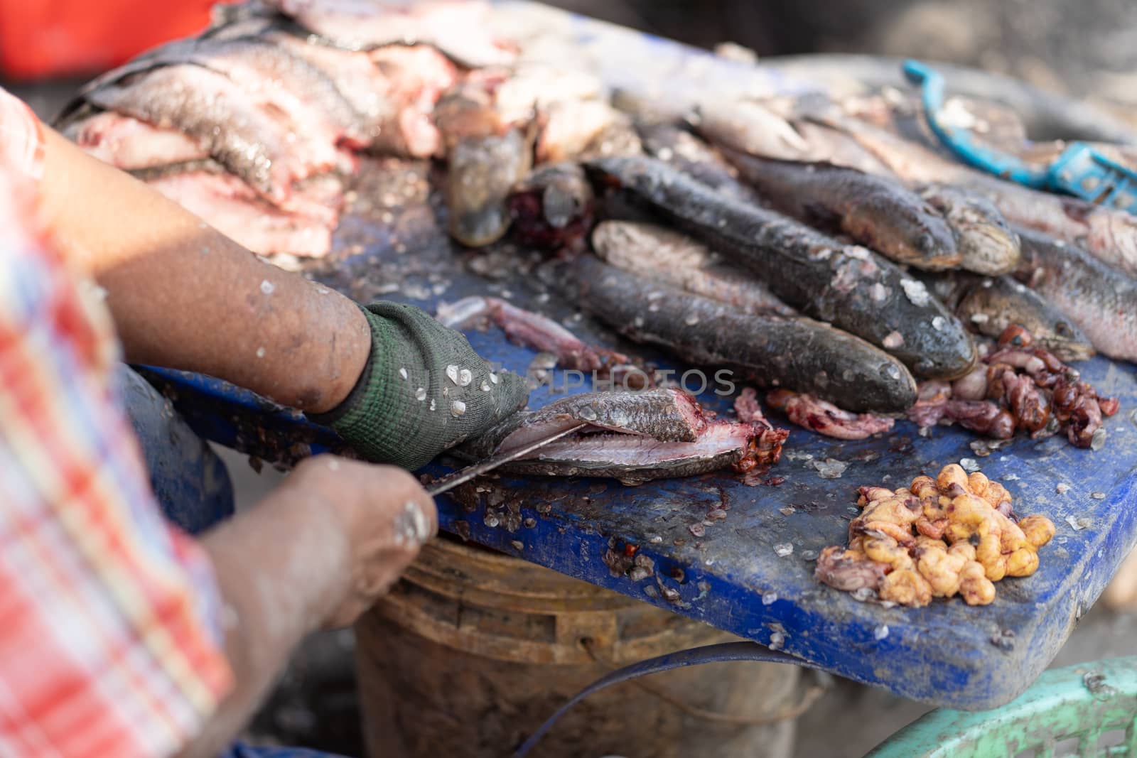 Clean snakehead fish before cooking.